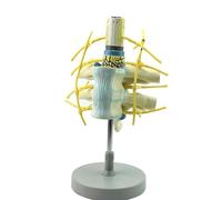 XRNWOHISB Modèle anatomique de la colonne vertébrale à l'échelle du corps humain, comprenant la moelle épinière thoracique, les nerfs spinaux et le tronc sympathique, avec des éléments codés par