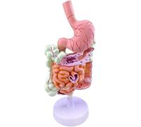 XRNWOHISB Modèle d'appareil digestif humain avec estomac amovible, anatomie de l'estomac, gros intestin, cæcum, rectum, duodénum, modèle d'anatomie humaine du tractus gastro-intestinal avec