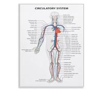XTVVTODJXT Circulatory System Knowledge Poster - Anatomy Science Chart Canvas Wall Art for Home or Class(Unframed,16x24inch(40x60cm))