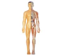 XUEYEGONGJI Modèle du Corps Humain pour Les Enfants, modèle d'anatomie Humaine réaliste, Corps détachable de Bricolage, Anatomie éducative pou