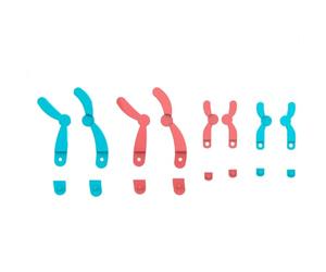 XUMIUZIY Kit de Modèle de Chromosome de Méiose pour Salle de e | Ensemble d\'enseignement génétique interactif, composants d\'adn détachables, tableau d\'affichage Portable, aide à