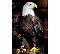XUTAOZI Puzzle en Bois 1000 pièces Puzzle Aigle à tête Blanche américain Puzzle pour Enfants Adultes Puzzle éducatif pour Enfants Puzzle Jouet