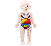 Xweptuy Modèle de Corps Humain pour Enfants 7x4 modèle d'anatomie Organes détachables Corps Humain ABS sans bavures Jouets scientifiques Anatomie éducative pour Les Enfants de Plus 3 Ans