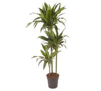 Xxl dracaena janet craig
