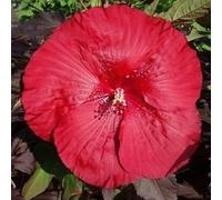 XXL Hibiscus Carousel Geant Red - Hibiscus géant vivace, rustique, vivace, fleurs rouges géantes, entretien facile pour jardin & terrasse