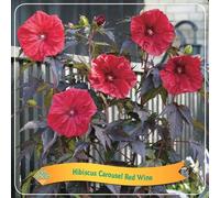 XXL Hibiscus géant Carousel Red Wine Hibiscus moscheutos Hibiscus vivace rustique fleurs rouges pour jardin terrasse balcon facile d'entretien mellifère
