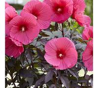 XXL Hibiscus moscheutos 'Carousel Pink Passion' - Hibiscus vivace à fleurs géantes, rustique, jusqu'à 2 m de hauteur, en pot, attire le regard de manière impressionnante