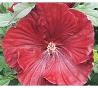XXL Hibiscus moscheutos 'Cranberry Crush'® - Hibiscus géant vivace, résistant au froid, grandes fleurs rouges, convient aux abeilles, facile d'entretien
