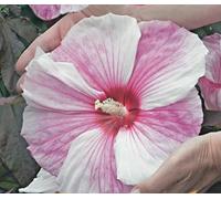 XXL Hibiscus moscheutos 'Kopper King'® Hibiscus géant - énormes fleurs blanches et roses & feuillage rouge cuivré - résistant au froid