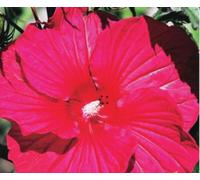 XXL Hibiscus moscheutos "Plum Crazy" ® - Hibiscus géant, fleurs géantes pourpres, résistant au froid