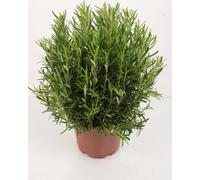 XXL Romarin 40-60 cm - Salvia rosmarinus / Rosmarinus officinalis - Herbes aromatiques fraîches et épices pour la cuisine et le jardin
