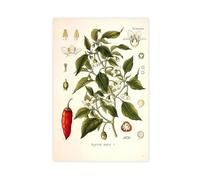XZGTHYTYUY Poster sur toile représentant 73 piment doux poivron annuum - Décoration murale pour salon, chambre à coucher - 30 x 45 cm