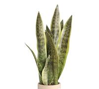 XZJMY Plante serpent artificielle Sansevieria - 41,9 cm - Plante décorative d'intérieur pour la maison, le bureau, le magasin, sans vase (jaune, 3)