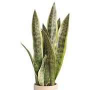 XZJMY Sansevieria Lot de 3 plantes artificielles en forme de serpent pour la maison, le bureau, le magasin, sans vase Vert 41,9 cm