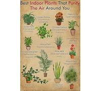 YAASIMOULE Wall Decoration Home Decor Room Best Indoor Plants That Purify The Air Around You