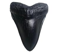 YABINA Megalodon Réplique de dent de requin géante - Moulée fossile de qualité musée (noir)