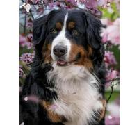 yade-show Kit de broderie au point de croix estampé, Bouvier bernois, 11 ct, pour adulte et débutant, tissu imprimé, 40 x 50 cm