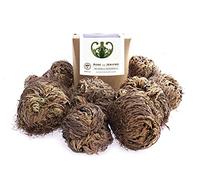 YAKEBA Lot de 10 roses de Jericho - Petit - Boîte cadeau - Plante d'intérieur parfaite comme décoration ou comme mini terrarium/accessoire de jardin en bouteille