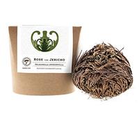 YAKEBA Rose de Jericho - Petit - Selaginella lepidophylla - Dans un coffret cadeau - Plante d'intérieur parfaite comme décoration ou terrarium/accessoire de jardin en bouteille