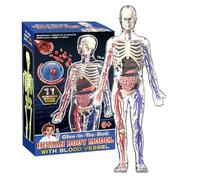 yakermur Modèle scientifique du corps humain, modèle de squelette du corps humain, anatomie - Modèle de corps humain pour - Figurine lumineuse pour salon, chambre à coucher