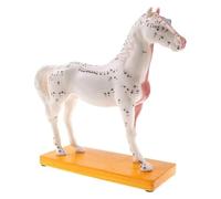yampiyt Modèle D'acupuncture Équine Modèle D'anatomie du Cheval 4d Modèle Cheval Modèle D'anatomie Animale Modèle Point D'acupuncture Cheval Biologie Détachable Modèle Cheval Enseignement