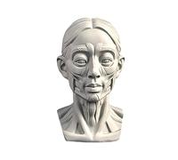 YANGJJ Modèles de tête de femme pour esquisse de portrait, modèles de dessin de crânes de nature morte, sculpture de tête de mannequin humaine en résine pour enseignement du dessin médical, statues en