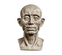 YANGJJ Modèles de tête pour esquisse de portrait, statues en plâtre en résine, modèles de dessin pour étudiants en art, crânes de nature morte, petite sculpture de tête de mannequin humain en résine
