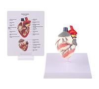 YANGLY Modèle d'anatomie du Coeur de Chien Canin Animal de Compagnie Étude d'organes d'animaux Aide pédagogique Éducation