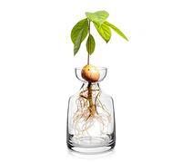 Yaoxianwu Vase en Verre pour avocatier - Kit de Culture d'avocat - Pot de Fleurs en Forme de Gland - Vase en Verre pour Maison, Table, Bureau, décoration intérieure 1