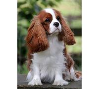 yaoxingfu Puzzle 1000 pièces Chien Cavalier King Charles Spaniel Puzzle 1000 Pieces Animaux Jeu d'adresse pour Toute la Famille, Jeu de Placement coloré50x75cm(20x30inch)