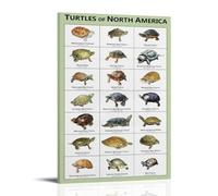 YAPING North American Tortues Murales Moderne Maison Cuisine Dormitory Chambre d'enfant 30 x 45 cm