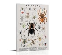 YAPING Spider Introduction Mural Moderne Maison Cuisine Dormitory Kids Room 08 x 12 pouces (20 x 30 cm)