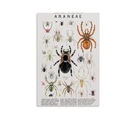 YAPING Spider Introduction Mural Moderne Maison Cuisine Dormitory Kids Room 16 x 24 pouces (40 x 60 cm)