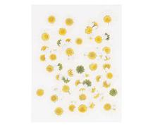 Yardenfun 60 Fleurs Pressées Naturelles Blanches Accessoires pour Fleurs Séchées, Matériel de Fabrication Artisanale pour Scrapbooking et Marque-Pages Faits Main