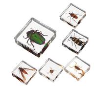 Yardwe 6pièces Décorations Résine Insectes De Ornements De Bureau Naturels Accessoires Décoratifs pour Maison Et Éducation