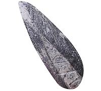 Yardwe Ancien Fossile Orthoceras Décoration Palaéontologique Éducative pour Salle de Classe et Bureau Échantillon Scientifique pour Apprentissage et Décoration