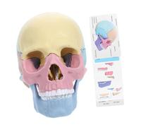 Yardwe Modèle De Crâne Anatomique 4d Détachable pour L'éducation Crâne Humain Grandeur Nature Accessoire D'enseignement Modèle Anatomique Jouet Éducatif Humaine