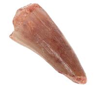 Yardwe Modèle de Dent de Dinosaure Fossilisée pour Éducation et Collection de Préhistorique pour Accessoires Scientifiques et Expositions Scolaires