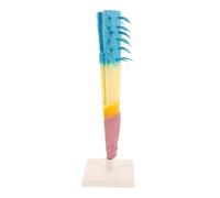 Yardwe Modèle de Racinaire Corn Root Structure Réaliste Outil Pédagogique et Compact pour Enseignement Biologie Botanique Maquette Longitudinale pour Étude et Exposition Scolaire