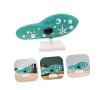 Yardwe Modèle de Science Paramécie avec Cils Détaillés pour Enseignement Modèle de Micro Organisme Unicellulaire Affichage pour Laboratoire Scolaire et Projet Scientifique