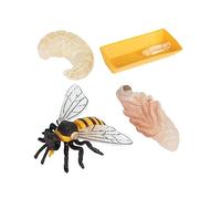 Yardwe Modèles D'exposition Cycle de Croissance des Abeilles pour Garçon et Filles, Lot 4 Pièces, Plastique Solide, Jouet D'éveil Éducatif, Apprentissage Sciences Naturelles la Maison