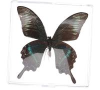 Yardwe Spécimen De Papillon Jouet Déducation Scientifique Taxidermie Papillon Boîte à Spécimens De Papillons Échantillon De Papillon Jouet Éducatif en Boîte Étudiant Accessoires Plastique