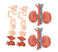 YARNOW 2 Ensembles Modèle Humaine Réaliste Jouets Éducatifs Simulation Organes pour Garçon Fille Outils de Physiologie et Décor Halloween