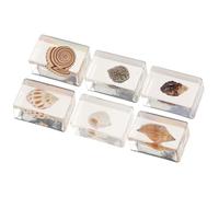 YARNOW Ensemble de 6 Spécimens de Résine Décoratifs Marins pour Décoration Intérieure, Ornements Micro-paysages Réalistes en Résine pour Collection et Exposition Style Plusieurs styles