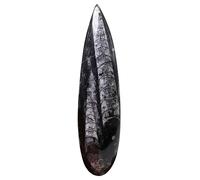 YARNOW Fossile Orthoceras de Paléontologie Éducatif pour Laboratoire et Décoration Support Enseignement Sciences Naturelles