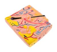 YARNOW Modèle Anatomique de Peau pour Études Médicales et Biologie Modèle Didactique de Structure Cutanée et Précis pour Enseignement Classe et Laboratoire