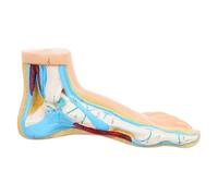 YARNOW Modèle anatomique du pied en vinyle beige, modèle de pied pour l'enseignement de l'anatomie, démonstration médicale, écoles de médecine, écoles de soins infirmiers