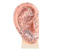 YARNOW Modèle D'oreille en Pvc 3d pour Acupuncture Auriculaire Marquages Complets, Support pour Observation Multiangle, Accessoire Pédagogique pour Enseignement Médecine Chinoise