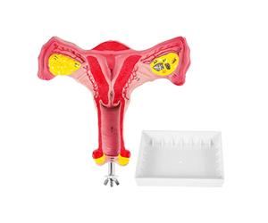 yasoe 1:1 Humain UtéRus Ovaire Trompes de Fallope Modèle Anatomique Anatomie Humaine Modèle Outils PéDagogiques