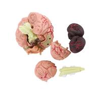 Yctze Enseignement du Modèle de Cerveau Humain - 1 Pièce Démontée, Modèle Anatomique du Cerveau Humain, Outil d'Enseignement, Jouet - Affichage en Classe de Neurosciences